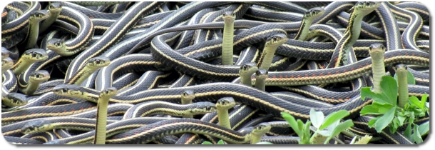 Garter Snakes